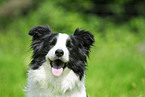 Border Collie Portrait