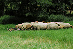 shepherding Border Collie