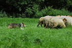 shepherding Border Collie