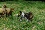 shepherding Border Collie