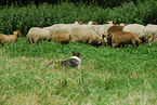 shepherding Border Collie