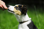 Border Collie Portrait