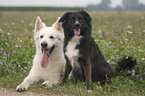 White Swiss Shepherd and Border Collie