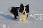 walking Border Collie