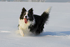 running Border Collie