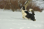 running Border Collie