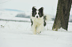 running Border Collie