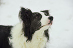 Border Collie Portrait