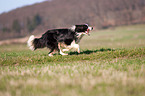 running Border Collie