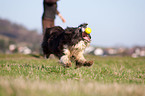 playing Border Collie