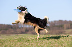 playing Border Collie