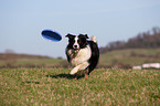 playing Border Collie