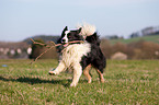 playing Border Collie