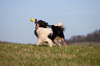 playing Border Collie