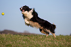 playing Border Collie