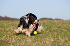 playing Border Collie