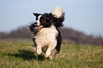 running Border Collie