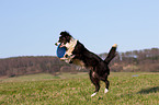 playing Border Collie