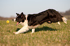 playing Border Collie