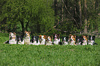 Border Collies