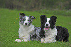 Border Collies