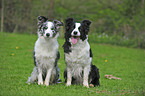 Border Collies