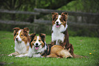 Border Collies