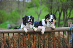 Border Collies