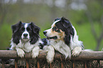 Border Collies