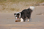 playing Border Collie