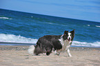 walking Border Collie