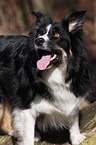 Border Collie Portrait