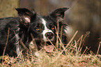 Border Collie Portrait