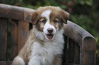 Border Collie Puppy