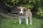 Border Collie Puppy