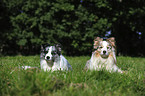 Border Collies