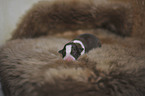 newborn Border Collie