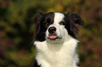 Border Collie Portrait