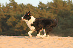 running Border Collie