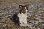 Border Collie