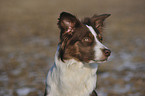 Border Collie Portrait