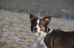 Border Collie Portrait