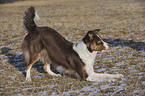 Border Collie