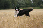 running Border Collie