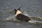 bathing Border Collie