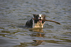 playing Border Collie