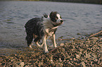 shaking Border Collie