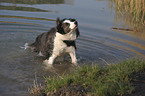 shaking Border Collie