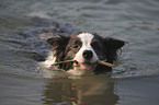 playing Border Collie