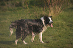 shaking Border Collie